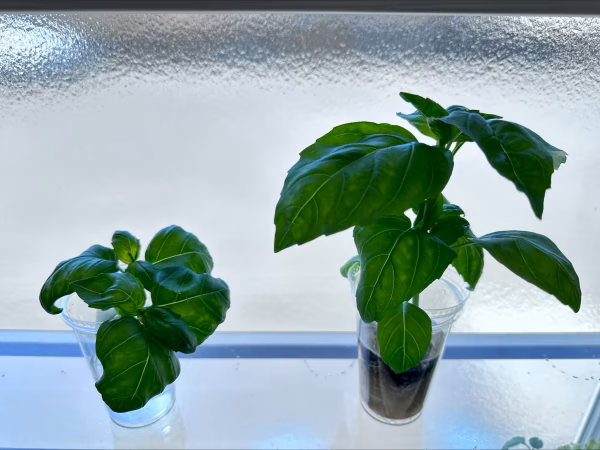 癒し！食育！収穫！カップDEベジタブル　（３品目６個セット）