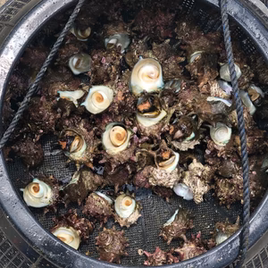 【松島産】サザエ