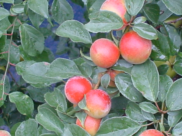 【2022年 露茜②】みなべ町から 幻の赤い梅（６月24日頃～順次発送）