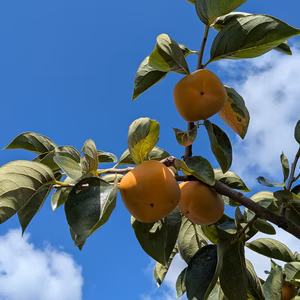 和歌山県橋本市栽培のご家庭用柿（小粒）