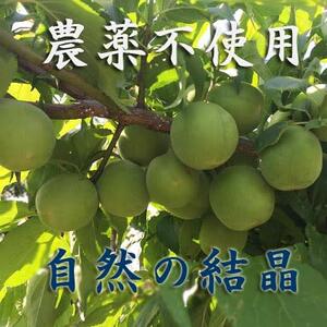 (期間限定)自然栽培・青梅/紀州和歌山産