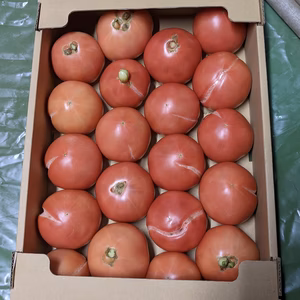 今だけ破格特別出品。訳あり裂果トマト1箱3.5〜4K入り