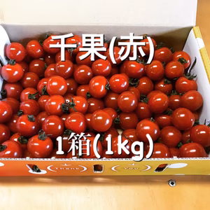 「約1ヶ月しか食べる事のできない！」平田農園のミニトマト(千果)