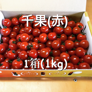 「約1ヶ月しか食べる事のできない！」平田農園のミニトマト(千果)
