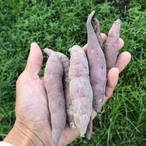 人気の紅はるか（一口サイズ） 皮ごと召し上がれ ♪