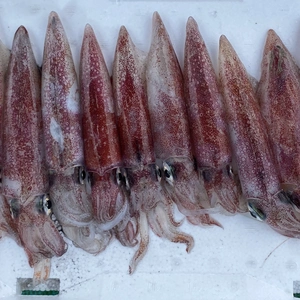☆送料一律: 800円☆ ケンサキイカ(中) 1kg 