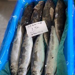 本日。水揚げ‼️ホッケ&ニシン‼️