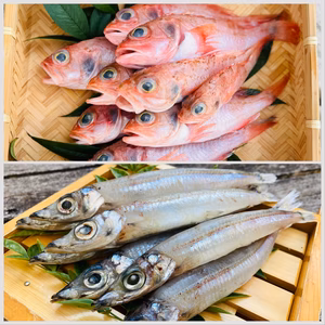 【福袋2026】【下処理済】お手軽夢カサゴ＆旨み濃縮メギスの丸干し