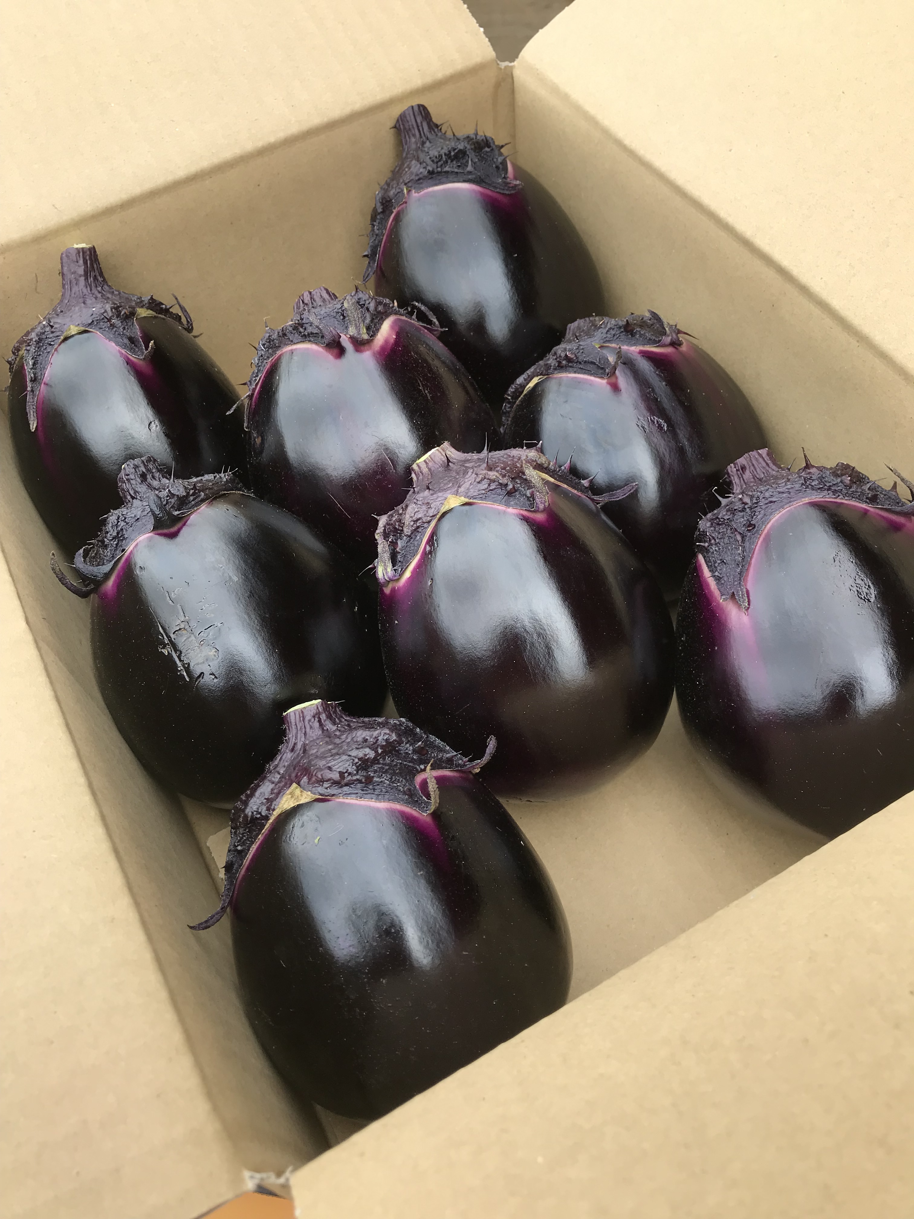 りんごあめなす】原点丸茄子 〜138年の伝統と品格〜｜なすの商品詳細