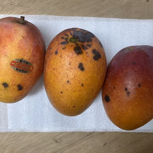訳ありマンゴー 2kg (４玉〜８玉)