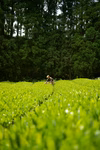 【予約】2026年産新茶 煎茶　至極の一杯　伊勢度会茶　ティーバッグ　4g×10