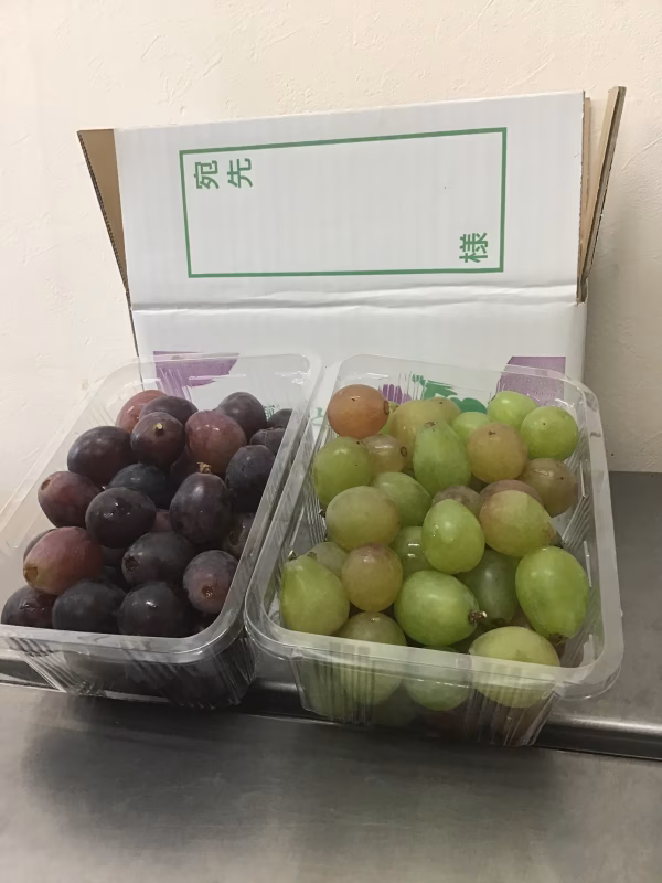 【訳あり・大粒ぶどう2種盛】紅瑞宝・ピオーネ　つぶつぶパック1.2キロ