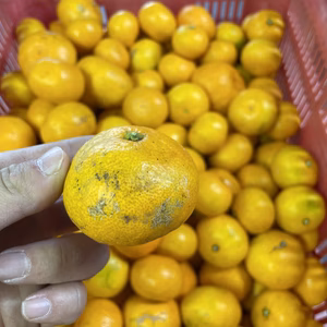 見た目鮮やか、まろやかみかん‼︎中山農園の上野早生「風」