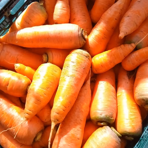 にんじん 新黒田五寸 自然栽培 自家採種