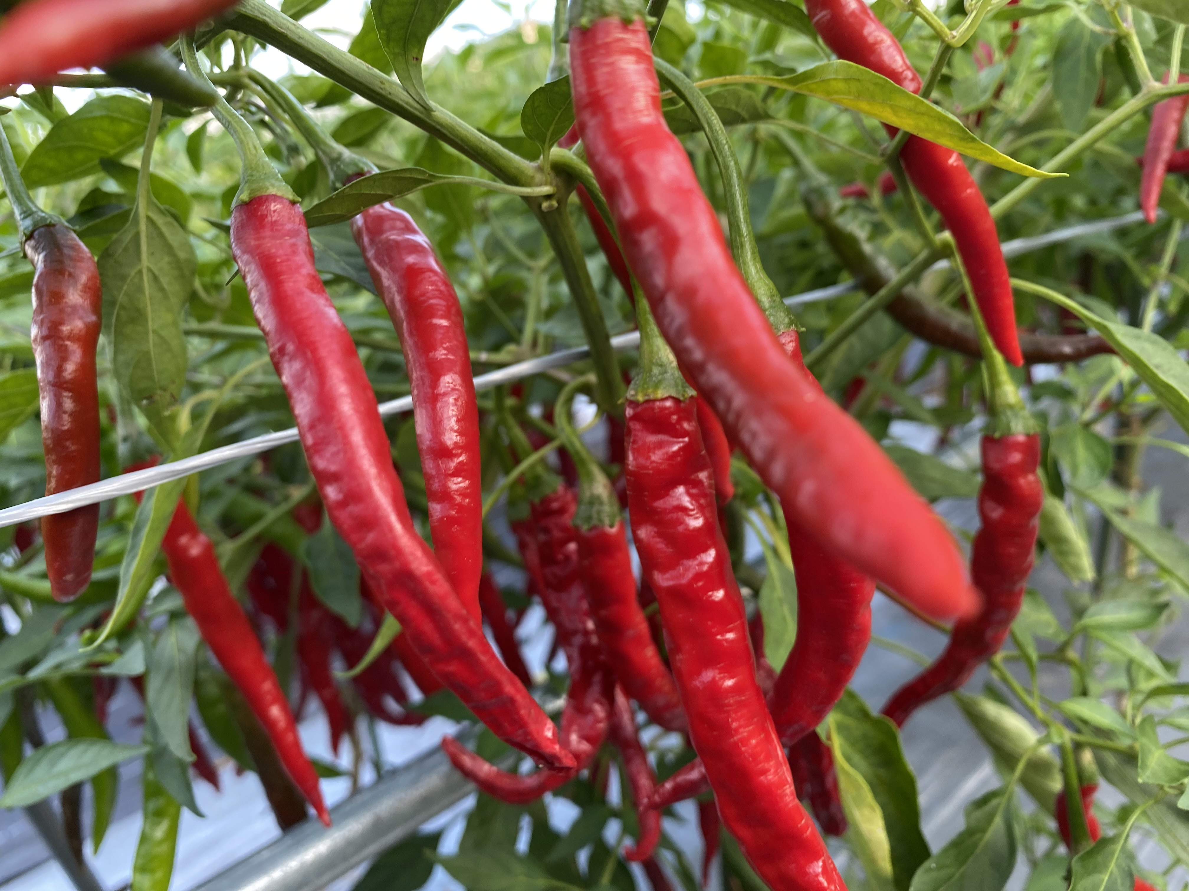 天日乾燥・赤唐辛子 ☆ホットパラソルEX 栽培期間中農薬不使用 ｜野菜