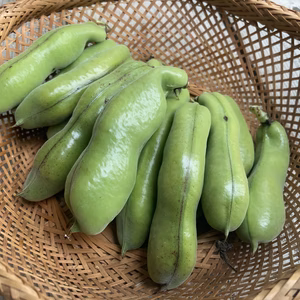 そら豆の王様!!　河内一寸そら豆　１キロ