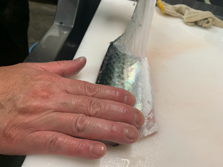 刺身で食べる鯖 長崎ハーブ鯖フィレ 活〆 神経抜き 血抜き フィレ加工 農家漁師から産地直送の通販 ポケットマルシェ