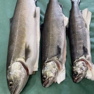 琵琶湖産　天然ビワマス　鮮魚中　36～45㌢　400～800㌘
