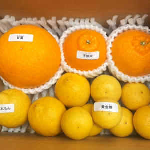 【数量限定】 仲屋の柑橘 4種食べ比べ バラエティセット 1.5kg