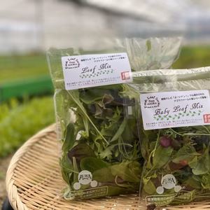 《あなたはどちらが好き？》【送無】両方☆ 味濃！ベビー&リーフミックス セット　