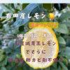 レモン グリーンレモン　減農薬 防腐剤防カビ剤一切不使用　1級品　和歌山県有田産