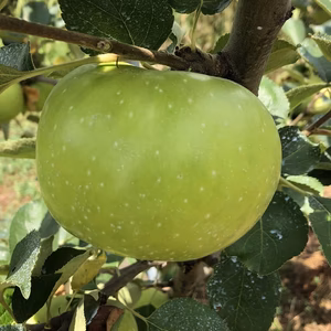 ブラムリー・シードリング 飯綱町・三水産 減農特栽 