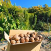 10kg旨味たっぷり自然栽培の里芋！農薬不使用！無肥料！おいしい野菜