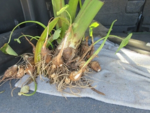 14718739_1093817697392676_5020608403655851768_n