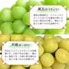 【予約・送料無料】山形県産 シャインマスカットと品種お任せぶどう詰合せセット