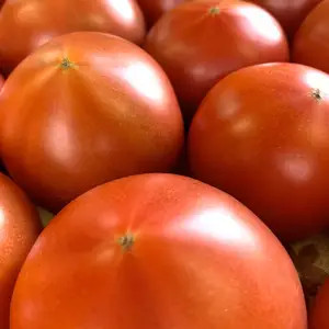 「加賀のトマト」1kg、2kg、4kg　北陸の寒さを耐え美味しく育ちました！　