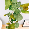 ［在庫] シーグレープ　曲がり　ハマベブドウ　観葉植物　室内　大型