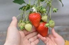 ☆楽しい苺の食べ比べ☆佐賀県の新品種いちごさん入りです☆朝摘み当日発送！約1ｋｇ