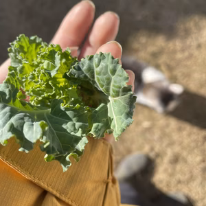 スーパーでは売ってない！芽キャベツ×ケールの最強野菜プチヴェール