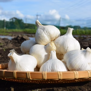 信州八ヶ岳産（1.5kg、Mサイズ）　農薬・化学肥料栽培期間中不使用にんにく　