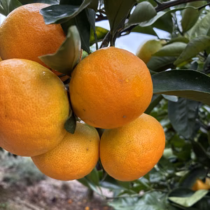 温州みかん由良早生　5kg箱