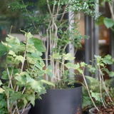 マイペースママ