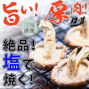 クール便発送　訳あり　頑張って成長したが形が悪い椎茸さん1キロ送料込み