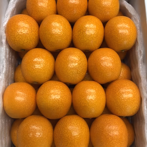 【宮崎ブランド金柑】3Lサイズ1kg