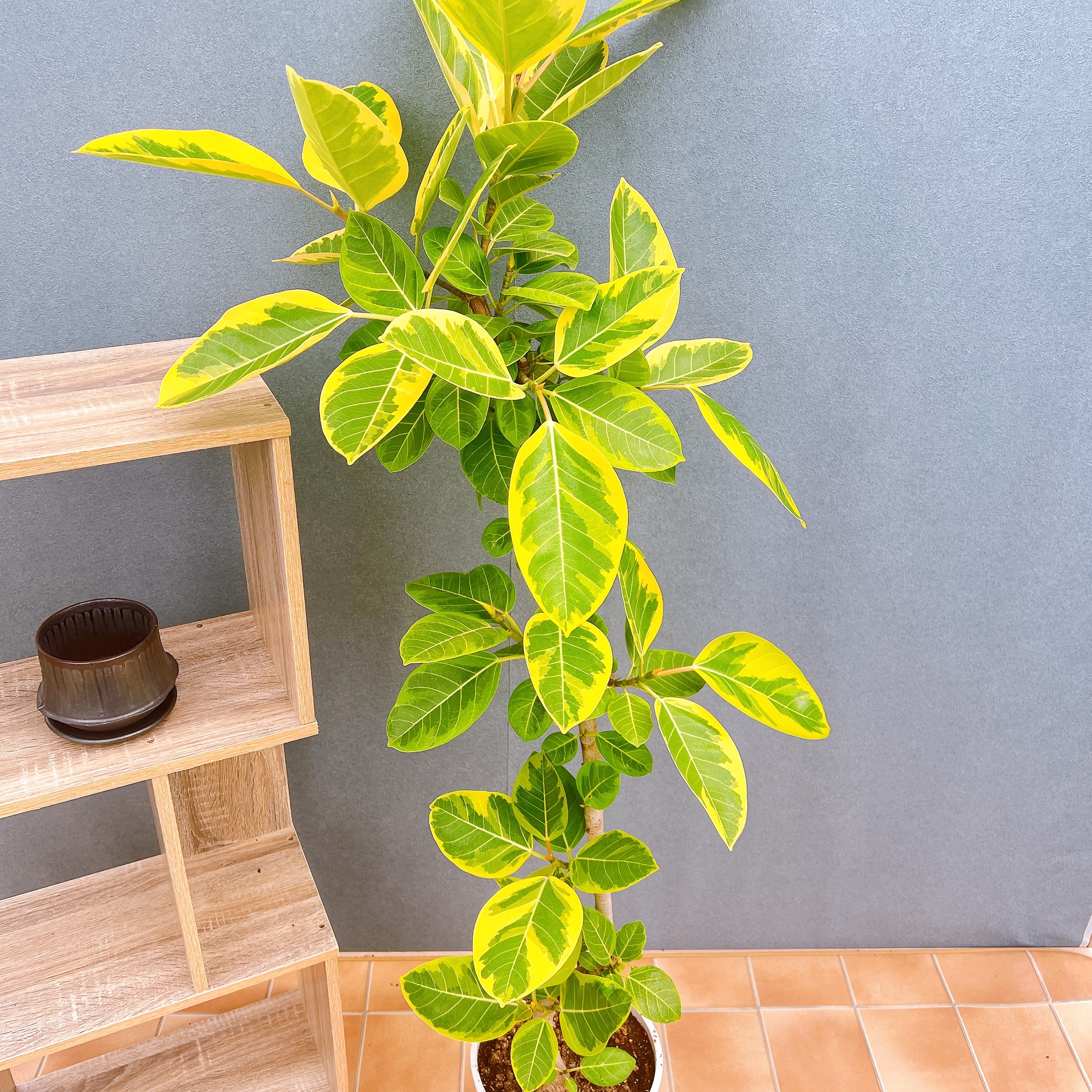 沖縄産❗️ フィカス　アルテシマ　曲がり ゴムの木　観葉植物 プレゼント フィカス・アルテシマ まがり M 〈沖縄産〉 | 観葉植物の通販