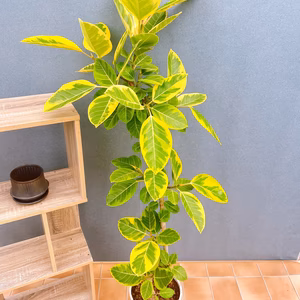 【在庫販売】　フィカス　ゴムの木　アルテシマ　曲がり　特大　観葉植物