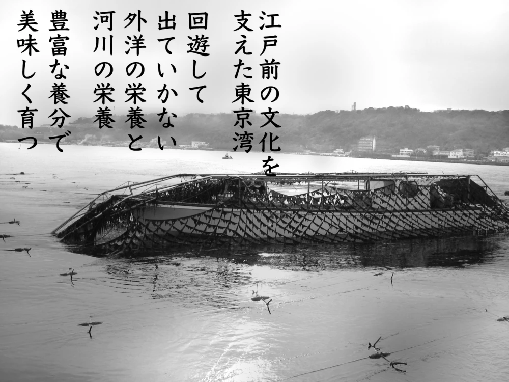 【2022年度新焼海苔】【ツゥな海苔好きな方へ】江戸前：走水海苔