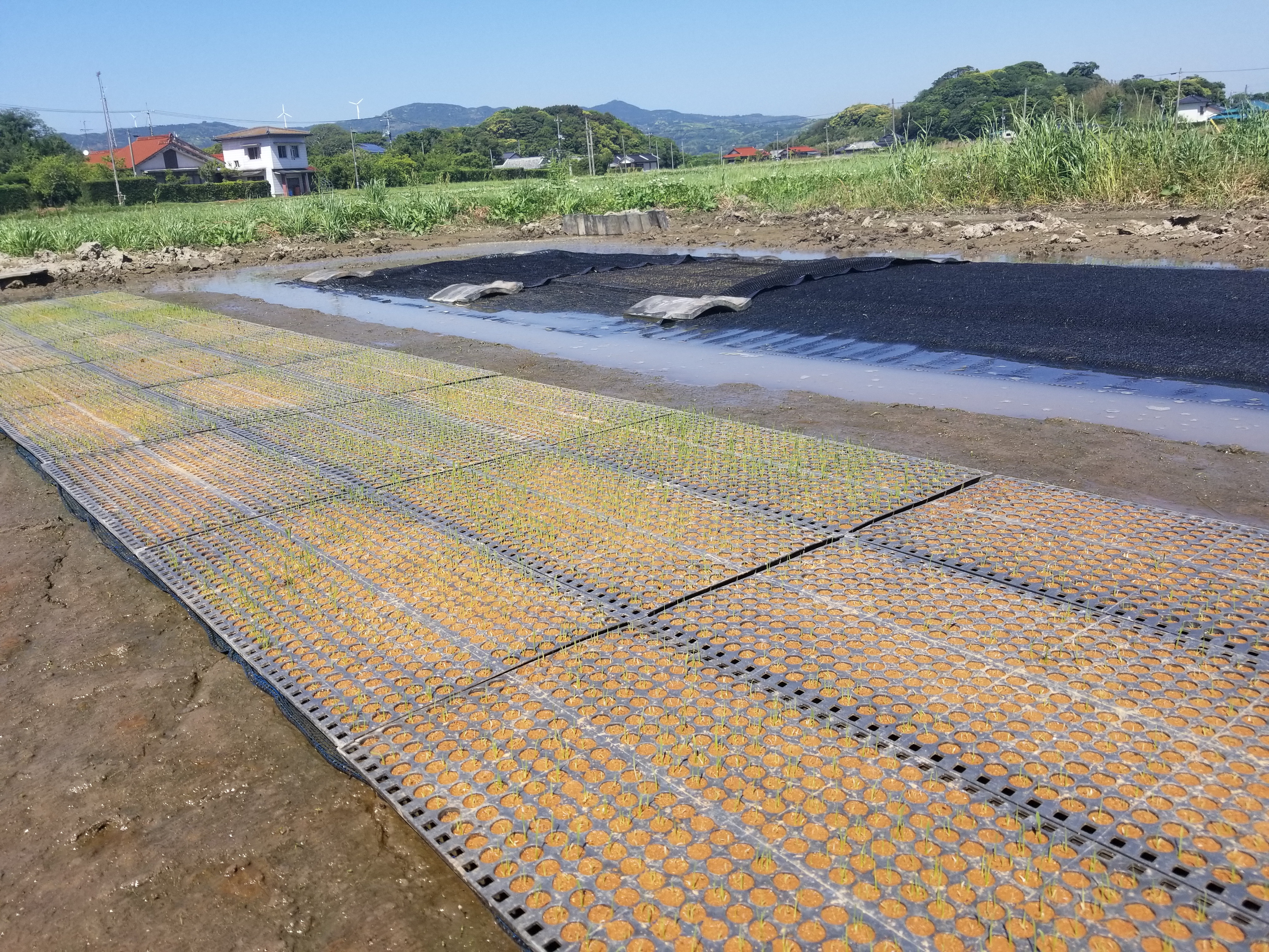 2022年 朝日米玄米 たけ爺ブランド米 栽培期間中無化学肥料・無農薬