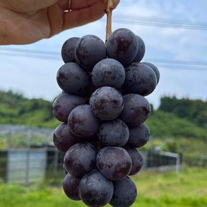 お得セット！あまーいBKシードレス(種なし)２キロ以上