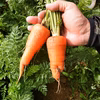 【送料込】うるマルシェ生産者協議会のあま～い津堅にんじん
