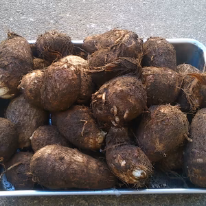 俵芋（たわらいも）　神奈川が誇る里芋です！