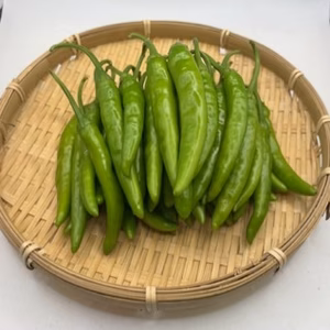 「朝鮮なんばん」青唐辛子 800g