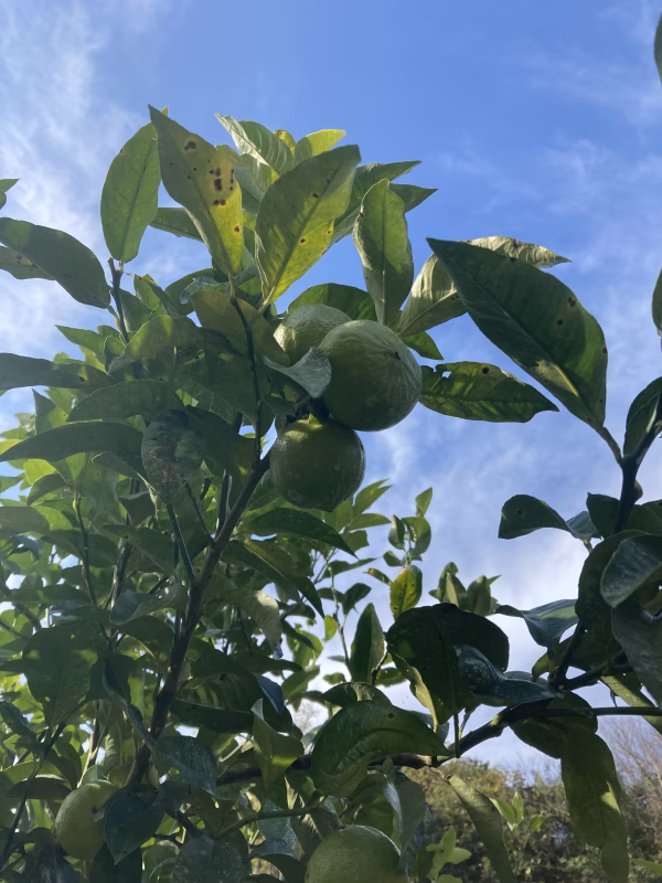 うちのベルガモット