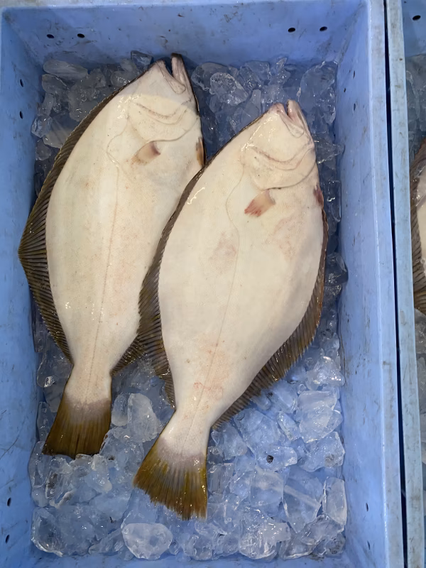 天然活締めヒラメ⭐️1キロ前後