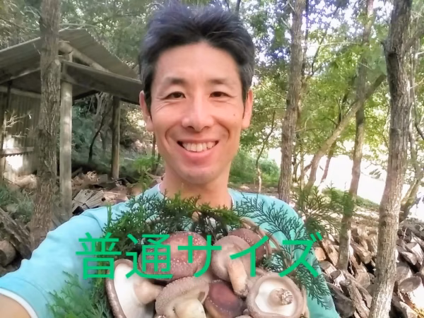 森から育てる香る木の子　肉厚原木しいたけ　1Kg40~50個入