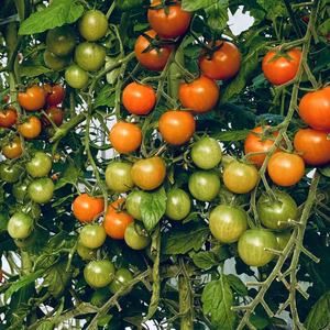 大きめミニトマト